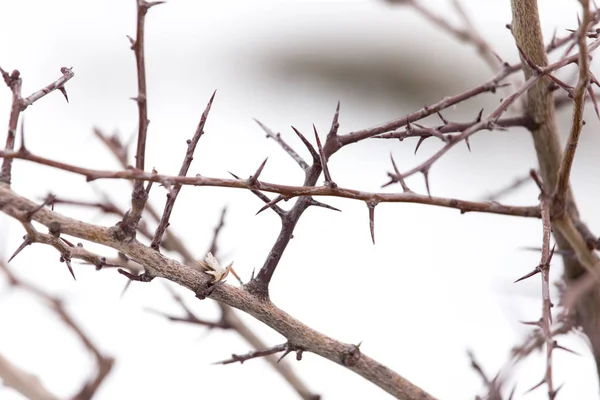 Stachelige Pflanze im Winter im Freien — Stockfoto