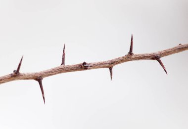 Kışın açık havada dikenli bitki