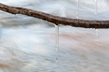 Icicle'ı bir dağ dere yakınındaki bir ağaç dalı donmuş. Kış Doğa