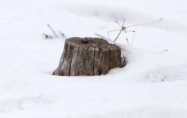 Velho toco de árvore na neve no inverno — Fotografia de Stock