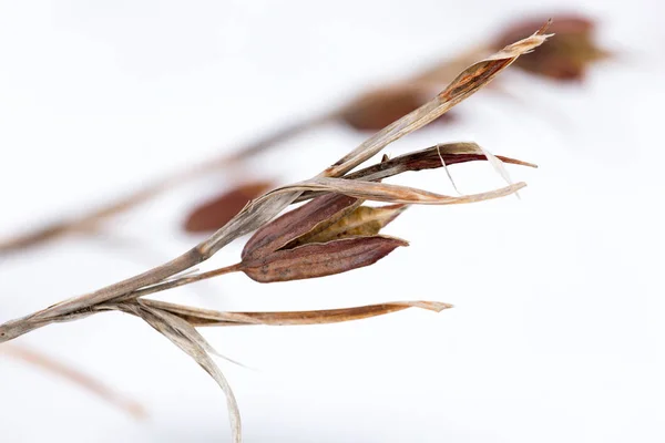 Trockenblume im Winter in der Natur — Stockfoto