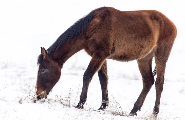 冬の牧草地にいる馬は — ストック写真