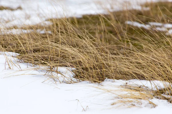 Kışın kuru çimenler. — Stok fotoğraf