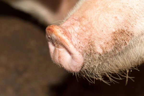 Свиноферма — стоковое фото