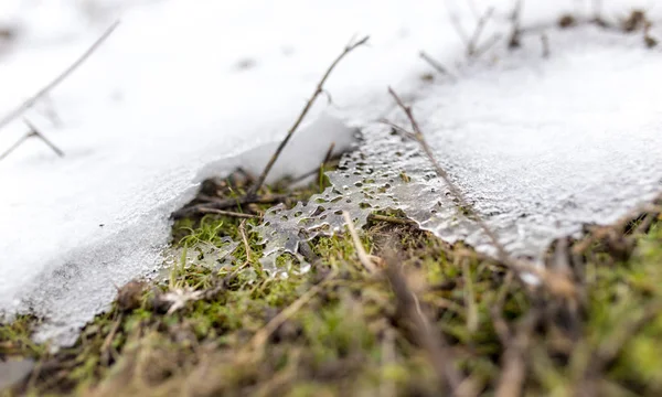 雪の自然の草の上 — ストック写真