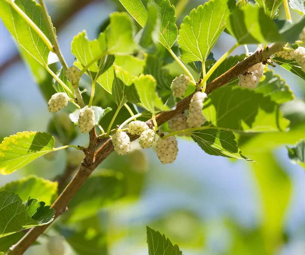 Mulberry bessen op takken van een boom — Stockfoto
