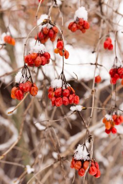 Kalina kışın doğada karda kızıla boyandı.