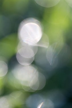 Yeşil doğanın bokeh arka planı