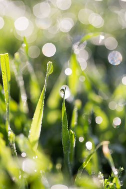 Doğadaki çimlerin üzerindeki çiy damlaları