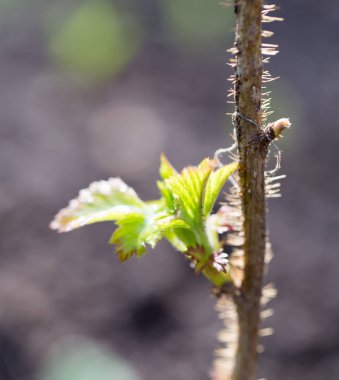 doğa genç Ahududu yaprakları