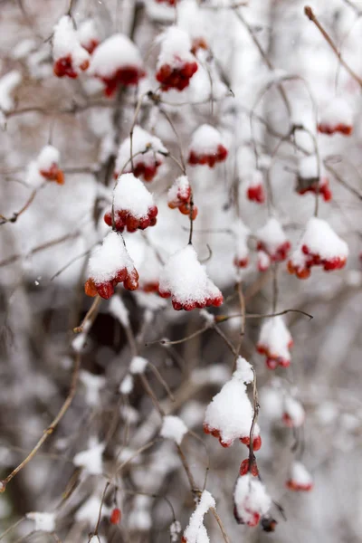 Kalina rot im Schnee im Winter in der Natur — Stockfoto