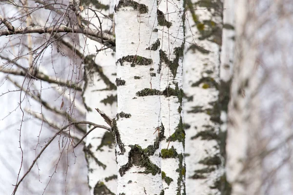 Березовий стовбур дерева в лісі в природі — стокове фото
