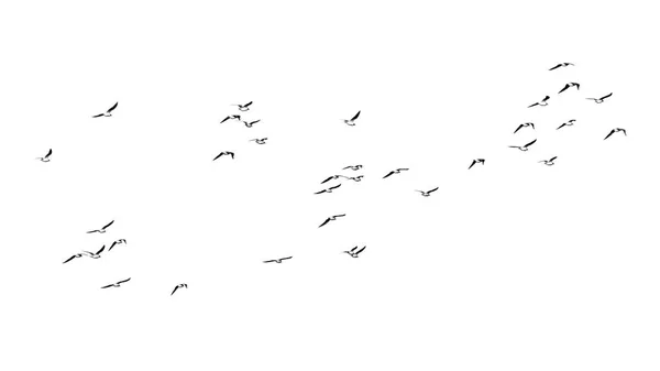 Silhouette di uno stormo di uccelli su sfondo bianco — Foto Stock