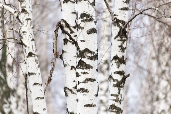 Björkstammen i en skog i naturen — Stockfoto