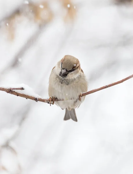 Mus winter aard — Stockfoto