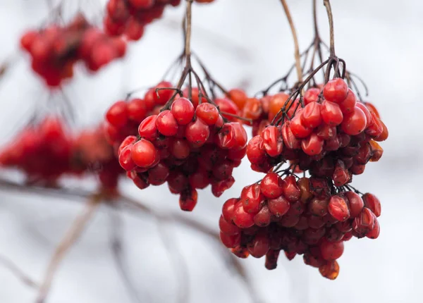 Viburno rojo en el árbol en invierno —  Fotos de Stock