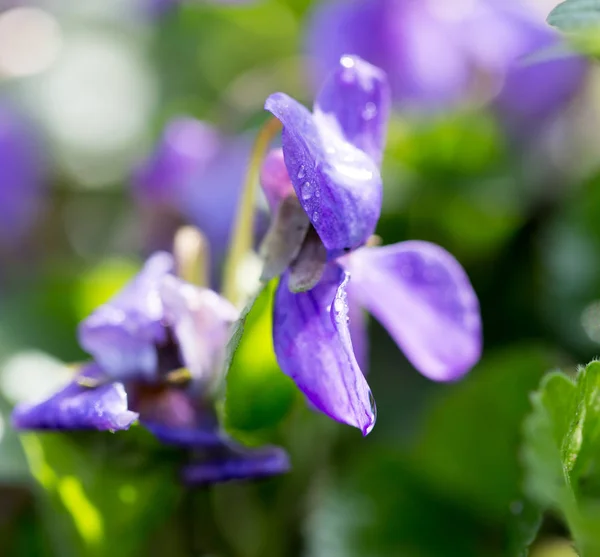 Vacker blå blomma på naturen. makro — Stockfoto