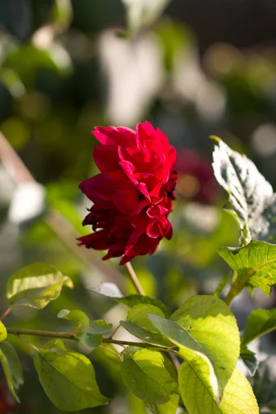 Czerwona róża w przyrodzie — Zdjęcie stockowe