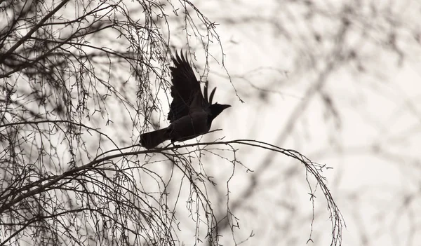 Černá vrána v letu sky — Stock fotografie