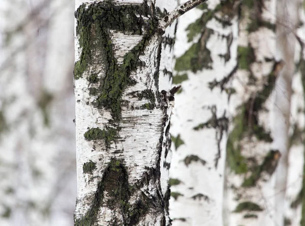 Bříza strom kmen v lese v přírodě — Stock fotografie