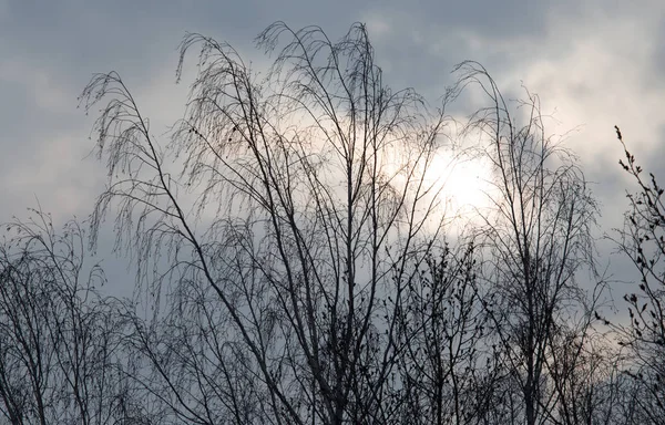 Ramos nus de uma árvore ao nascer do sol — Fotografia de Stock