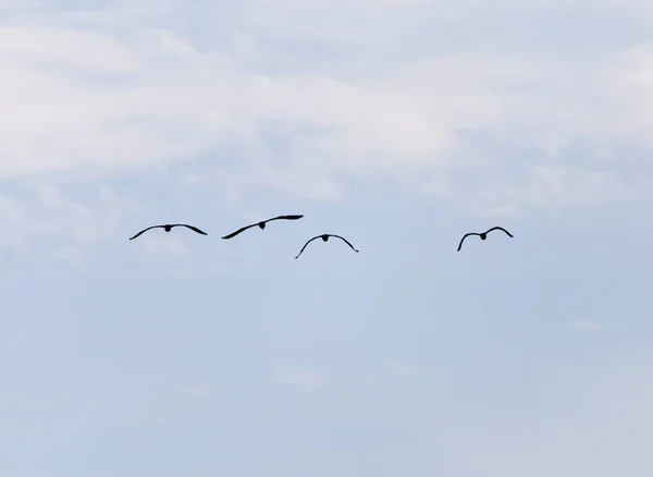 Aves en el cielo — Foto de Stock