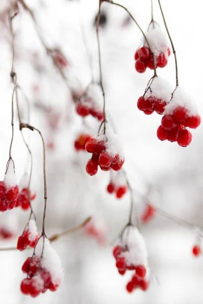 Kalina red in the snow in the winter in nature — Stock Photo, Image