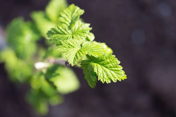 Hojas de frambuesa jóvenes en la naturaleza — Foto de Stock