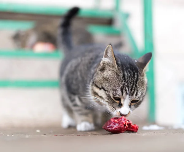 Gato come carne vermelha na natureza — Fotografia de Stock