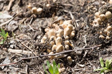 mantarı mantar doğa bahar