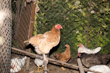 bir çiftlikte tavuk