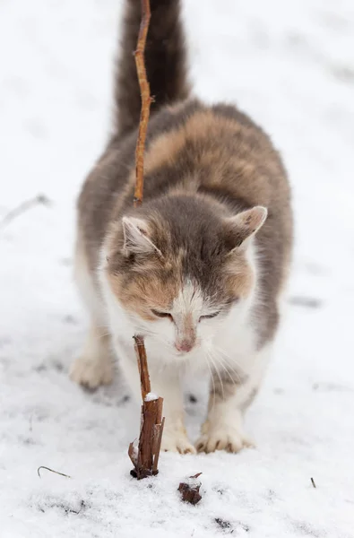 Кот в снегу зимой — стоковое фото