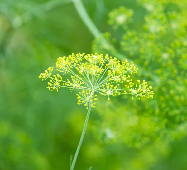 Dill flowers in nature — Stock Photo, Image