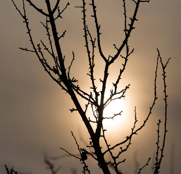 Branches nues d'un arbre au lever du soleil — Photo