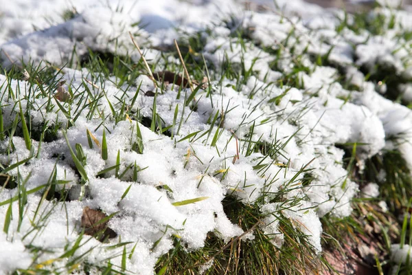 Sneeuw op het groene gras in de natuur — Stockfoto