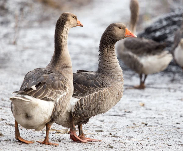 Gansos en la naturaleza invernal — Foto de Stock