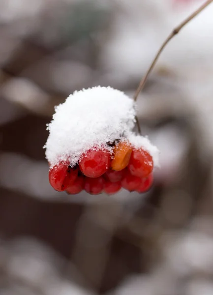 Kalina rød i snøen om vinteren i naturen – stockfoto