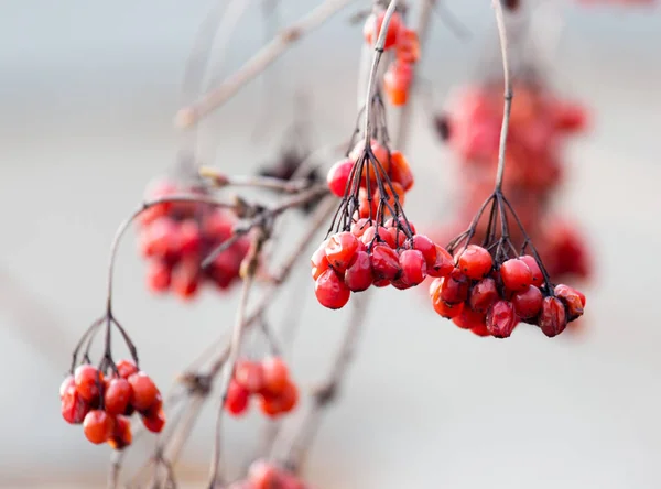 Viburno rojo en el árbol en invierno —  Fotos de Stock