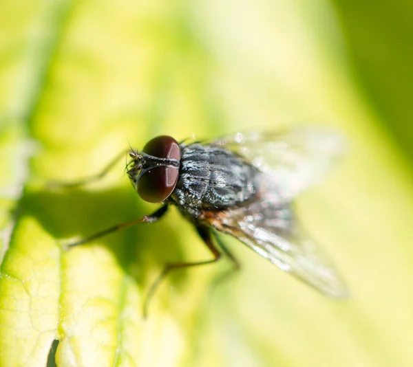 Fliegen in der Natur. Makro — Stockfoto