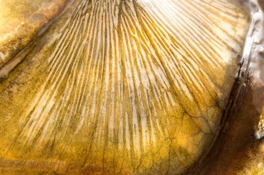 Arka plan olarak sazan pulları. makro