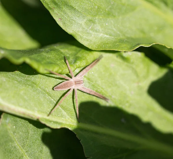 Spinne in der Natur. Makro — Stockfoto