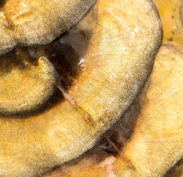 Schuppen eines Karpfens als Hintergrund. Makro — Stockfoto