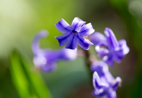 Hermosa flor azul en la naturaleza. macro — Foto de Stock