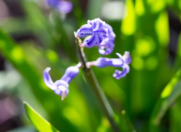 Belle fleur bleue sur la nature. macro — Photo