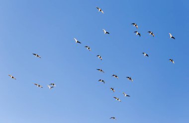 Mavi gökyüzüne karşı bir martı sürüsü