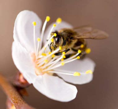 Doğadaki bir çiçeğin üzerindeki arı. makro