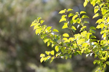 güzel doğa yapraklarda