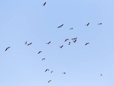 Mavi gökyüzüne karşı bir martı sürüsü