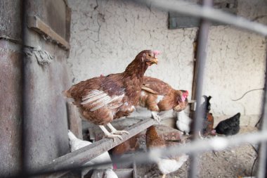 Çiftlikteki çitin yanında tavuk