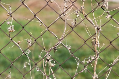 bir metal çit bir zemin olarak üzerinde kuru dağcı